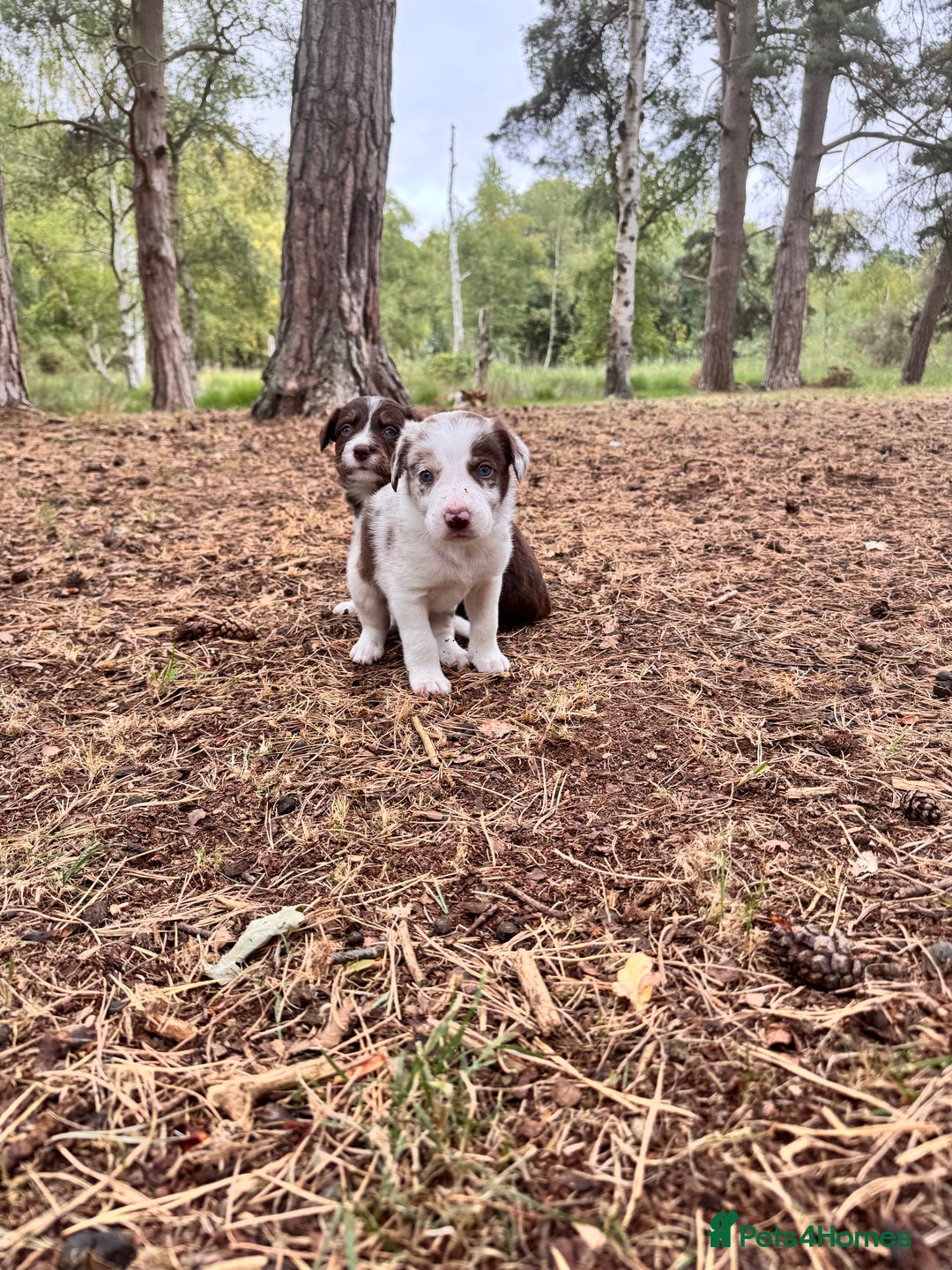 Border Collie dogs for sale: Border collie pups  - Image 4