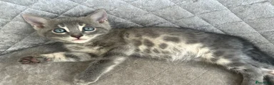 Bengal 3