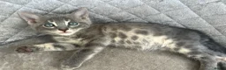 Bengal cats for sale: Female Blue & Black Smoke TICA Bengal kittens  - Advert 26
