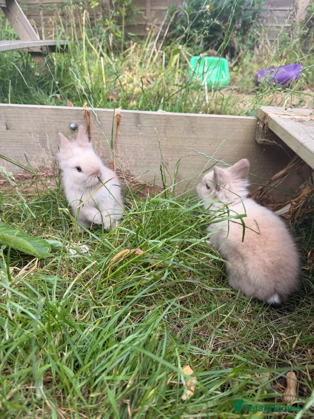 Lionhead rabbits for sale: 2 baby lion head bunnies  in Milton Keynes - Advert 5