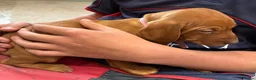 Hungarian Vizsla dogs for sale: 5* HUNGARIAN VIZSLA PUPPIES KC REGISTERED  - Advert 10