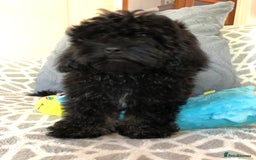 Shihpoo dogs for sale: shihpoo puppies for sale  - Image 8