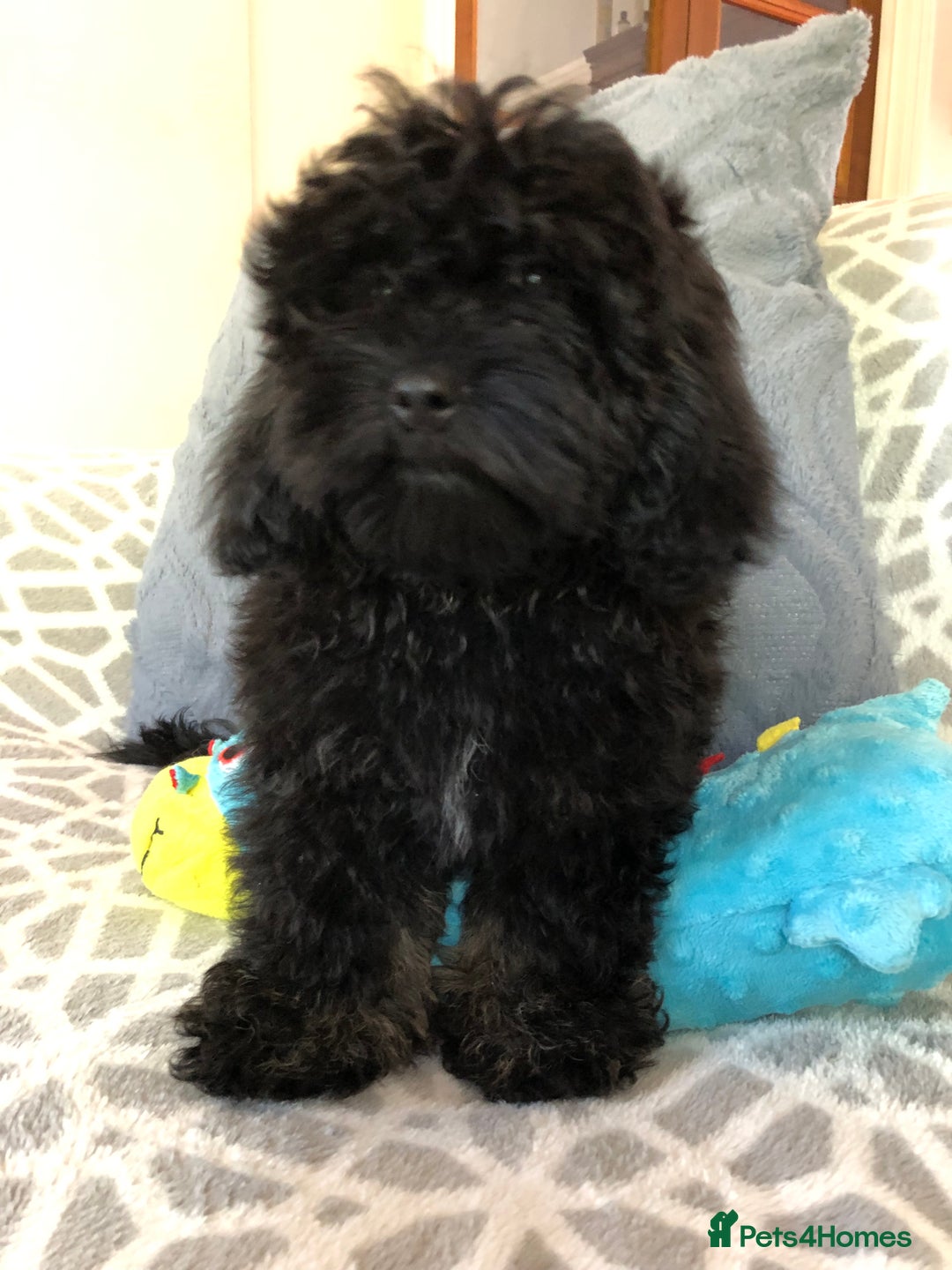 Shihpoo dogs for sale: shihpoo puppies for sale  - Image 8