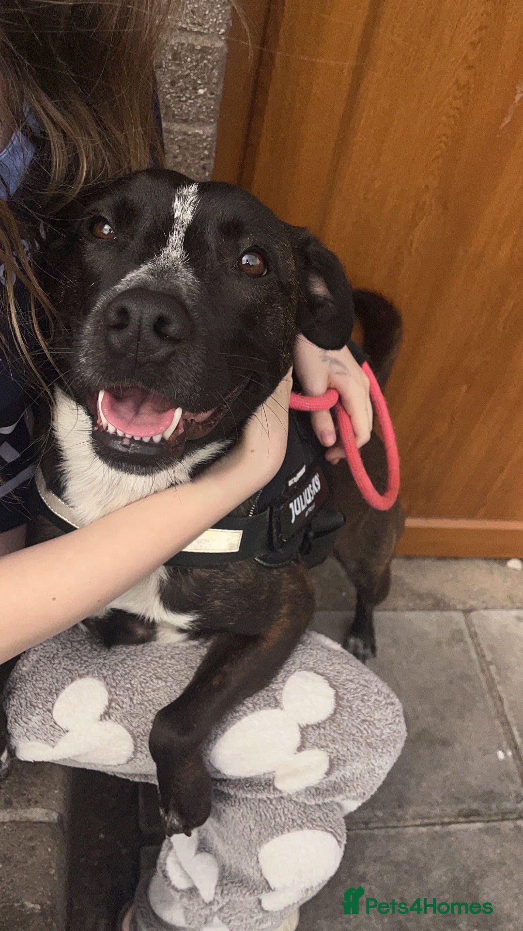Mixed Breed dogs Beautiful 2-Year-Old Staffyxcollie - Advert 2