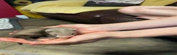 Ferret rodents for sale: Ferret kits for sale - Advert 3