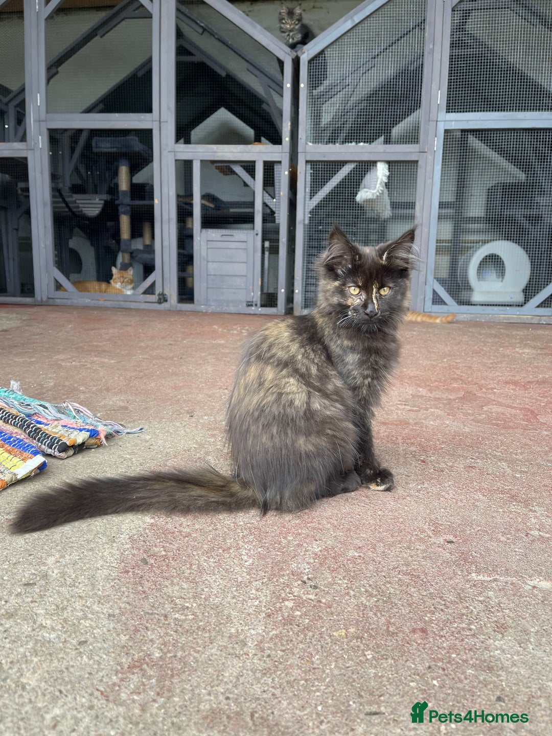 Maine Coon cats for sale: Full pedigree MaineCoon kittens  - Image 1