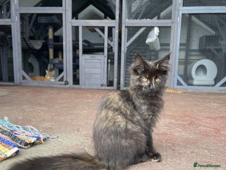 Maine Coon cats - Advert 18