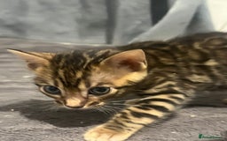 Bengal cats for sale: 💕 Adorable Rosetted bengal Kittens 💕 - Image 15