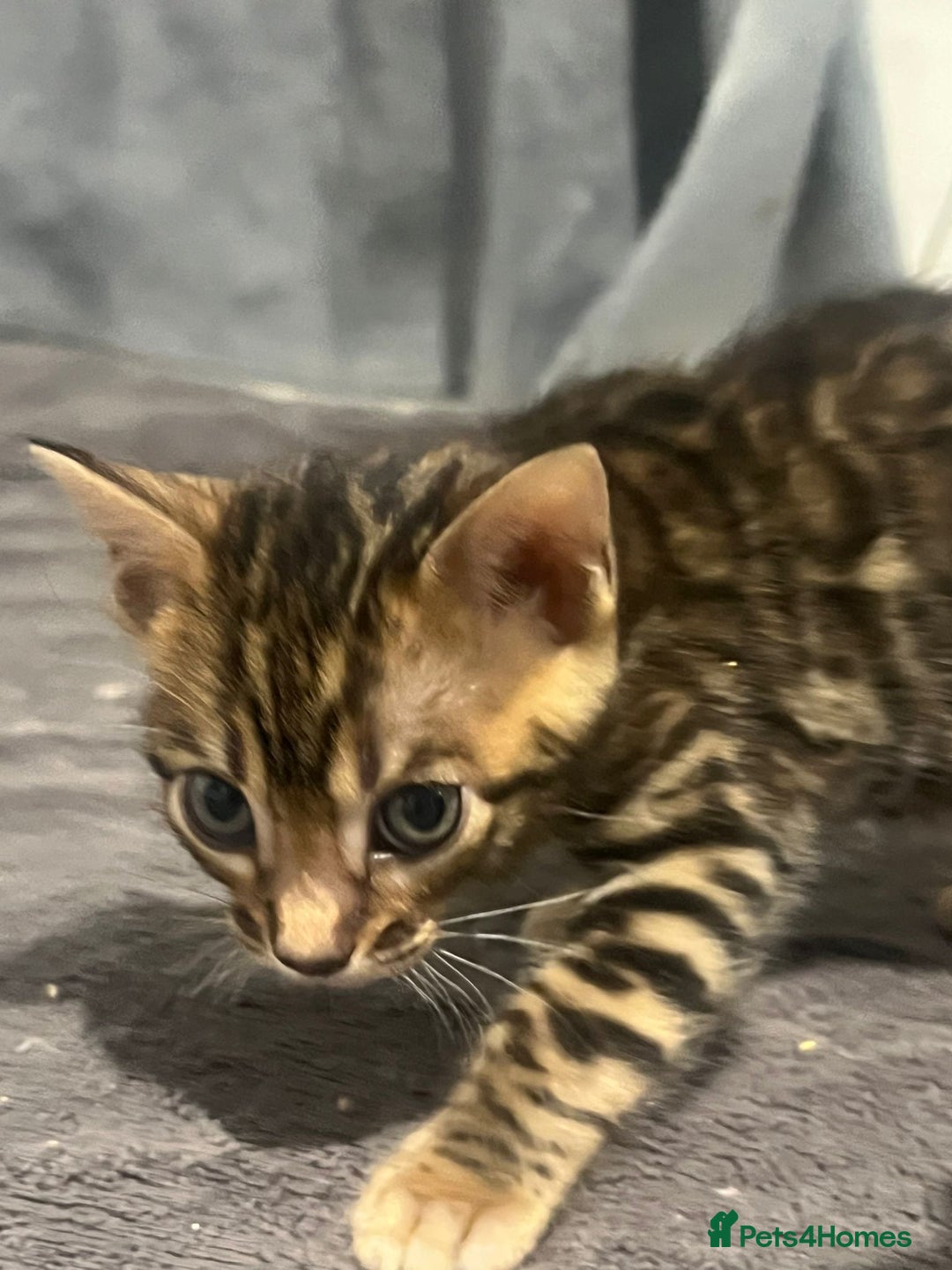 Bengal cats for sale: 💕 Adorable Rosetted bengal Kittens 💕 - Image 15