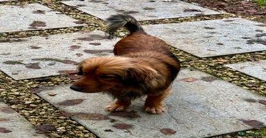 Border Collie dogs Joker: The Dog They Threw Away Like Trash - Advert 16