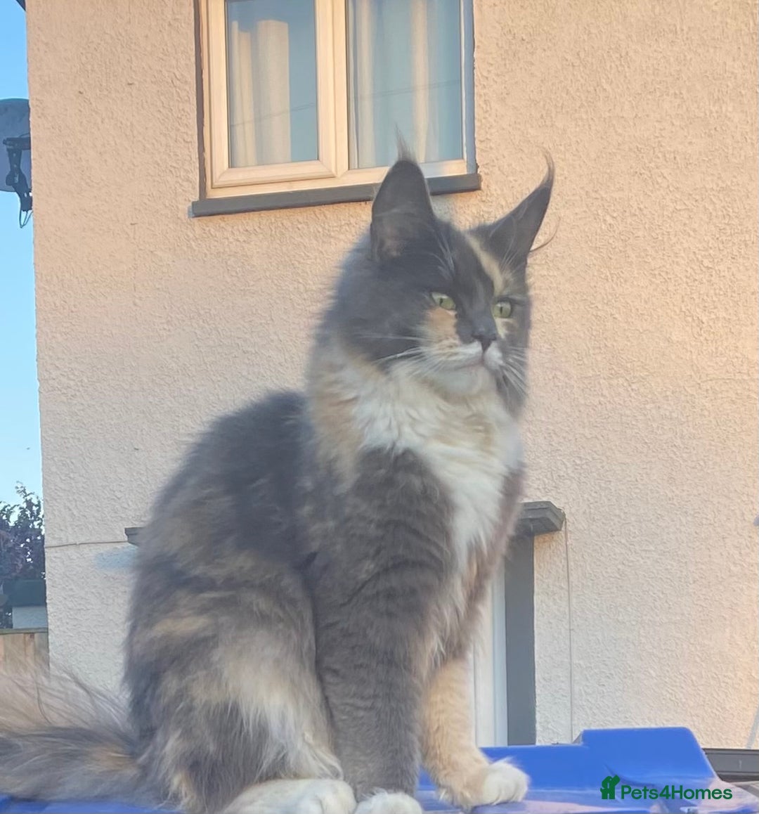 Maine Coon cats for sale: Ready Now  - Image 15