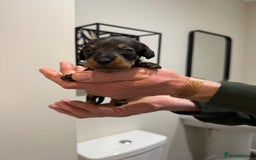 Dachshund dogs for sale: Wire haired Teckel puppies  - Advert 12