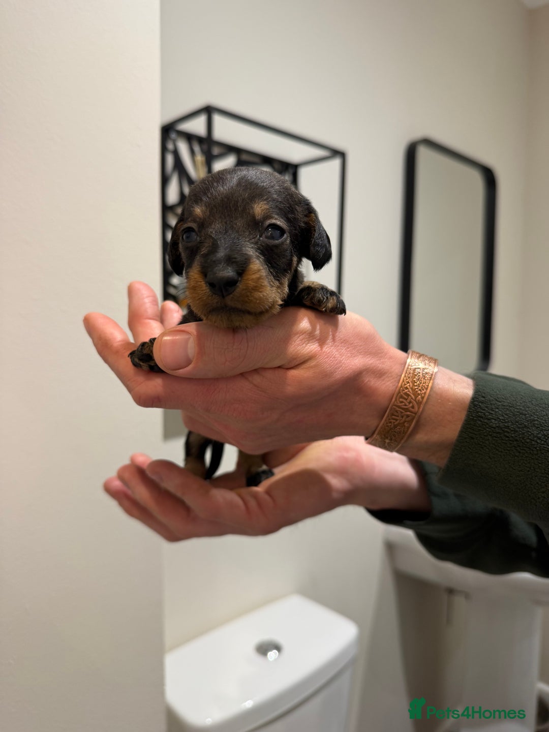 Dachshund dogs for sale: Wire haired Teckel puppies  - Advert 12