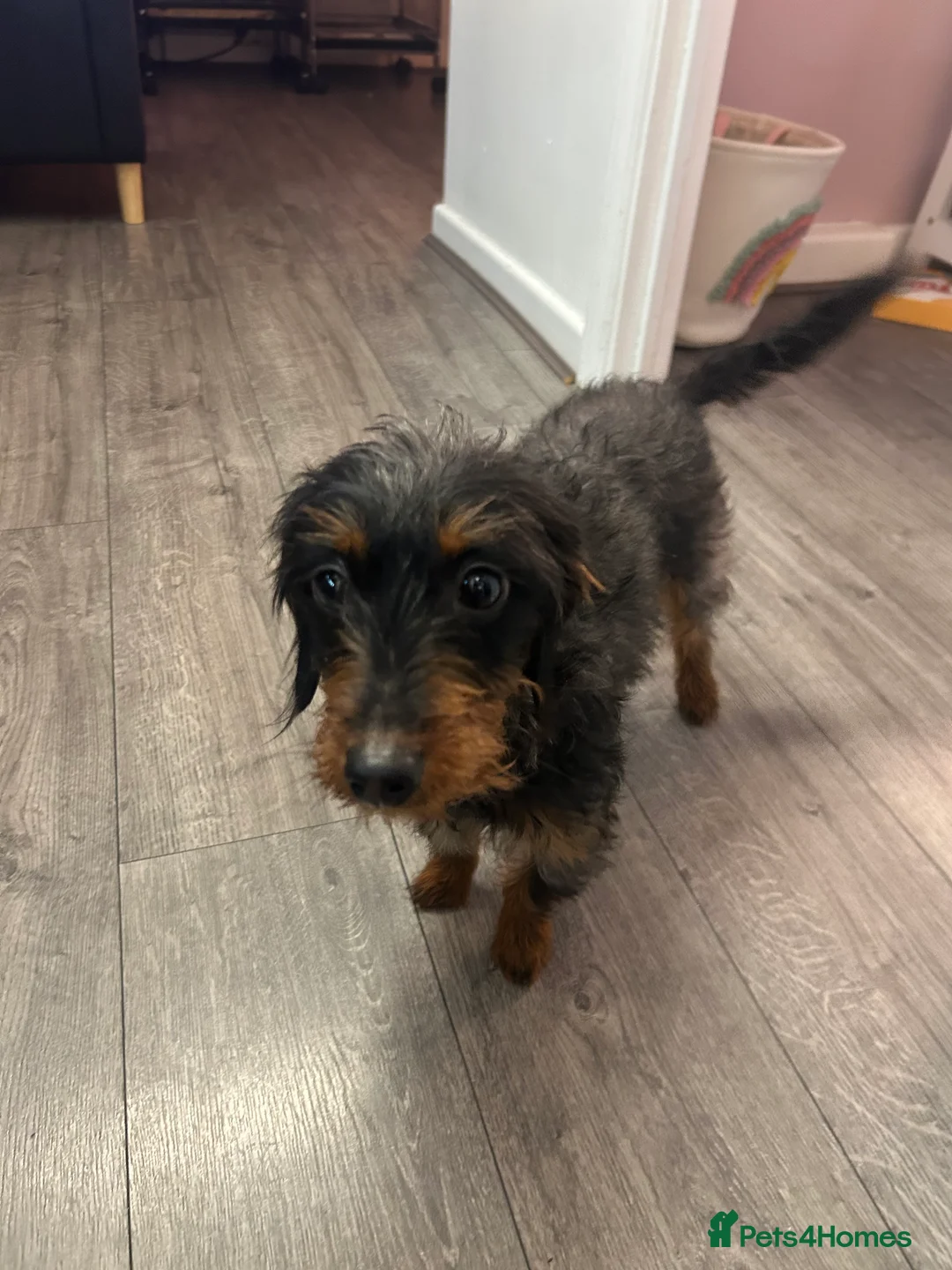 Doxiepoo dogs for sale: Dachshund poodle cross 10 month old girl  - Advert 2