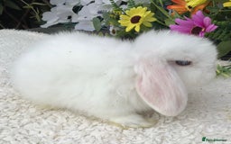 Mini Lop rabbits for sale: Mini lop buck - Image 4