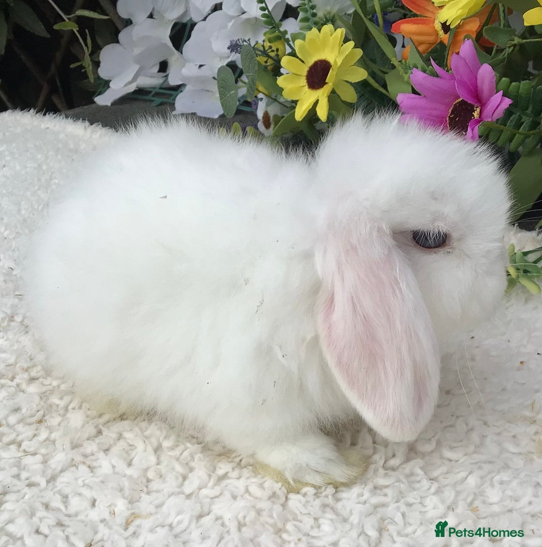 Mini Lop rabbits for sale: Mini lop buck - Image 4