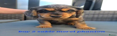 Cockapoo 2