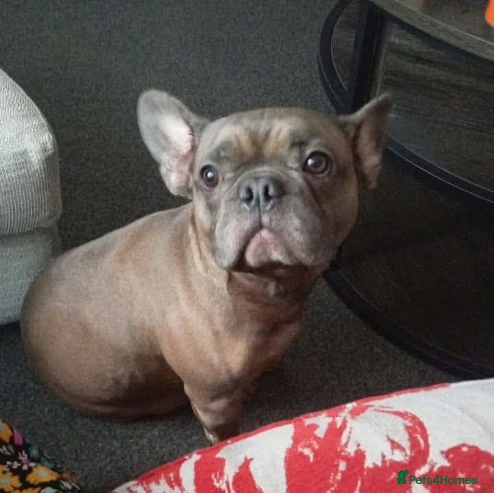 Mixed Breed dogs 💙🐶 ROCKY – A LOVING FRENCHIE BOY - Advert 1