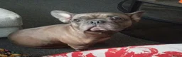 Mixed Breed dogs for adoption: 💙🐶 ROCKY – A LOVING FRENCHIE BOY in Birmingham - Advert 1