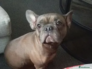 Mixed Breed dogs 💙🐶 ROCKY – A LOVING FRENCHIE BOY - Advert 2