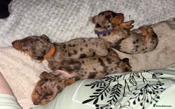 Miniature Dachshund dogs for sale: Miniature dachshund puppies  - Image 2