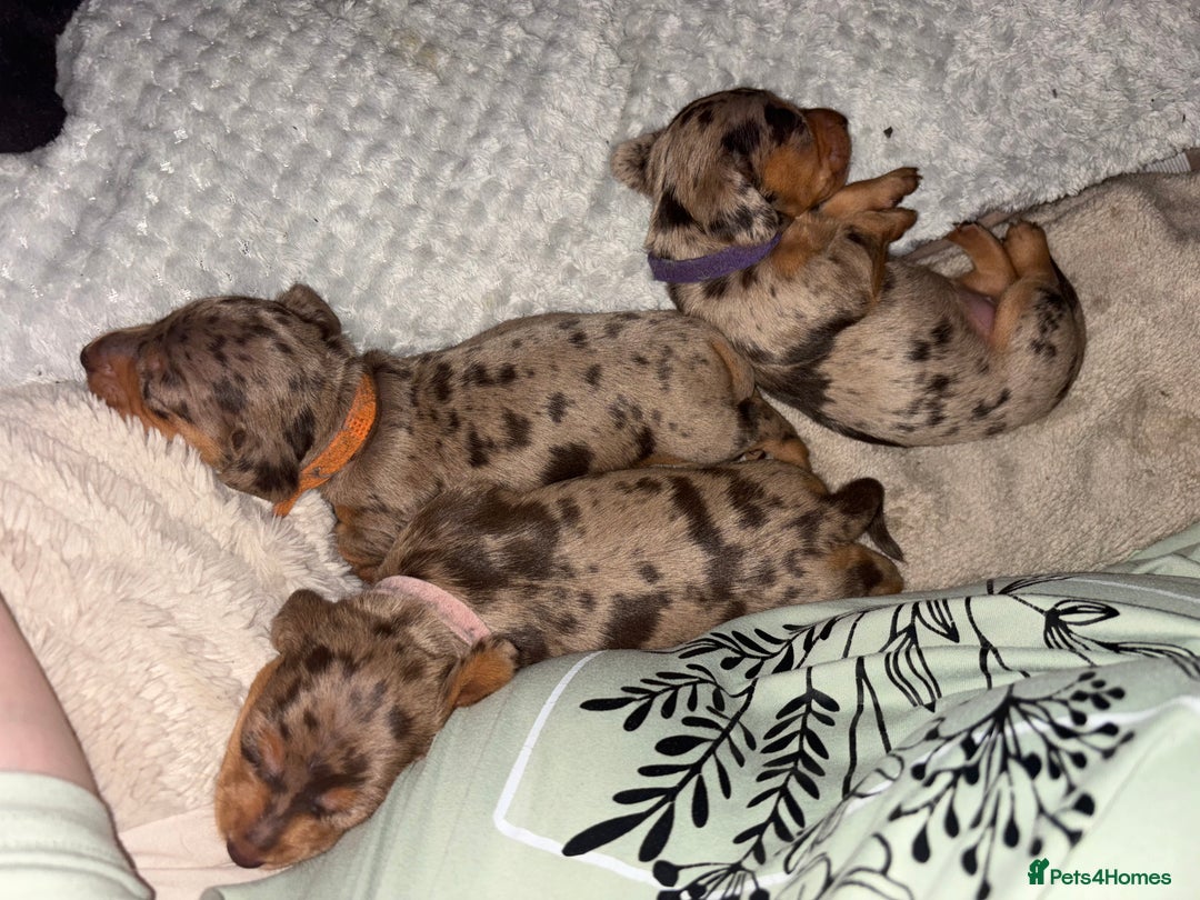 Miniature Dachshund dogs for sale: Miniature dachshund puppies  - Image 2