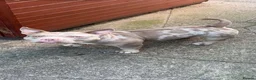 American Bully dogs for sale: Abkc pocket bully's in Barnsley - Advert 21