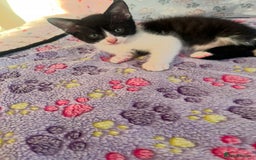 Mixed Breed cats for sale: Mum and son for sale  - Image 2