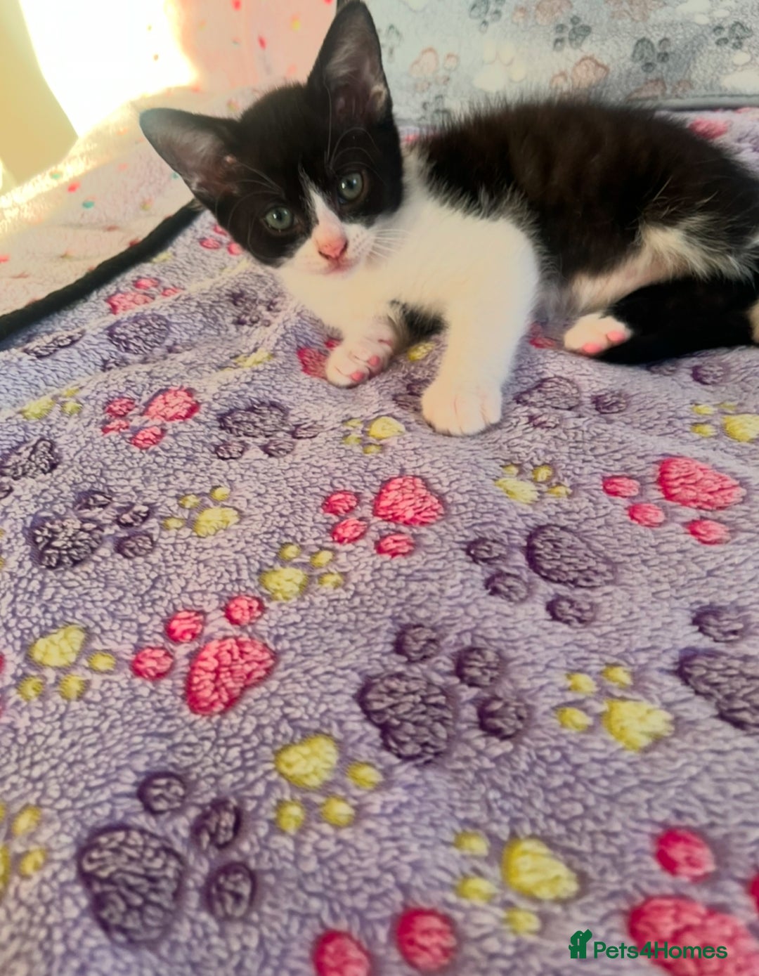 Mixed Breed cats for sale: Mum and son for sale  - Image 2