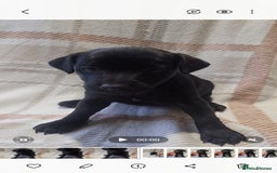 Mixed Breed dogs for sale: Patterdale/ fell terriers/ lakeland  - Image 8