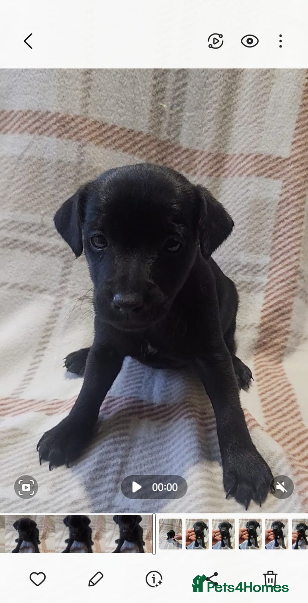 Mixed Breed dogs for sale: Patterdale/ fell terriers/ lakeland  - Image 8