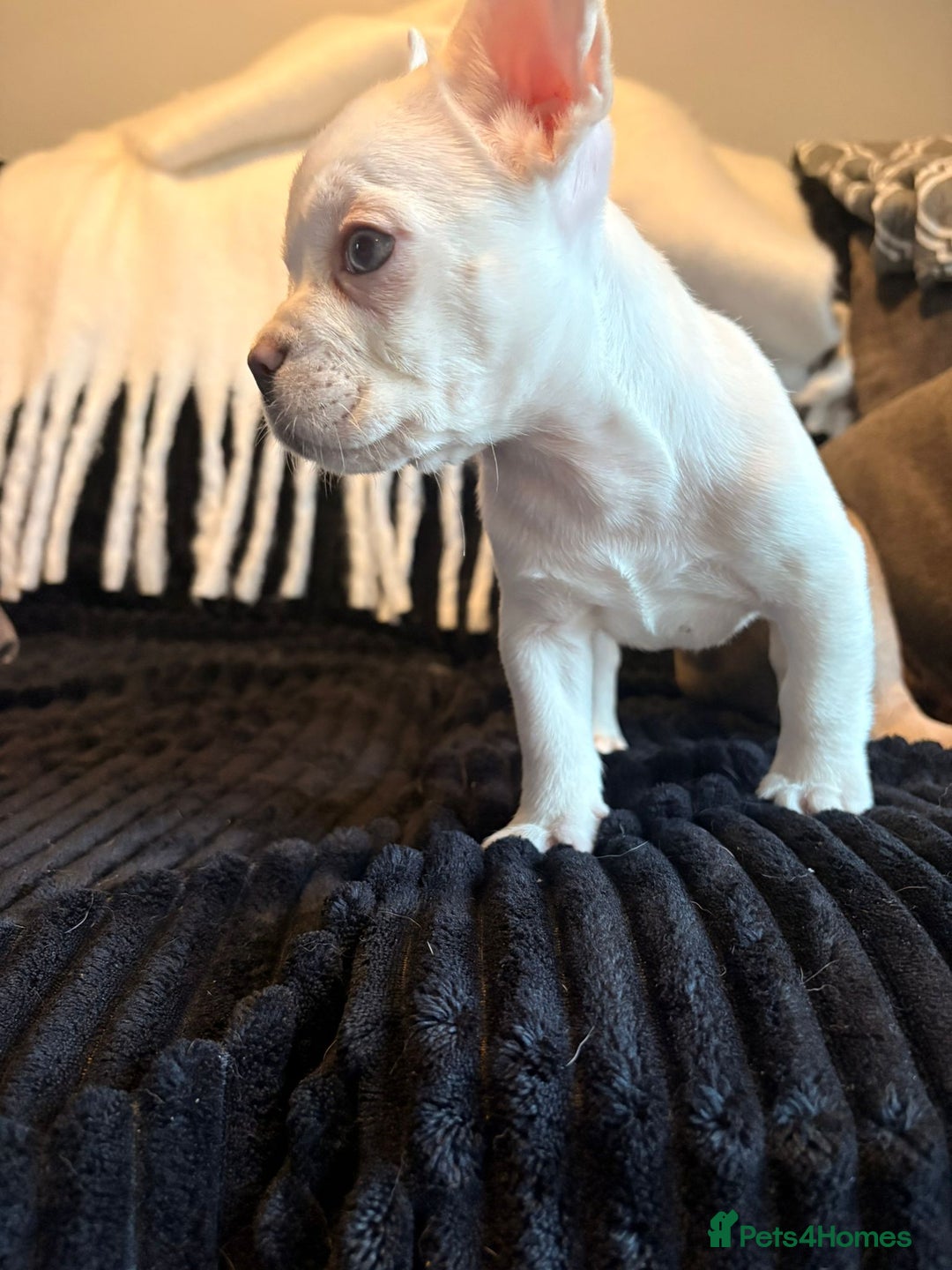 French Bulldog dogs for sale: 5 French bulldog puppies. Pied fluffy - Advert 23