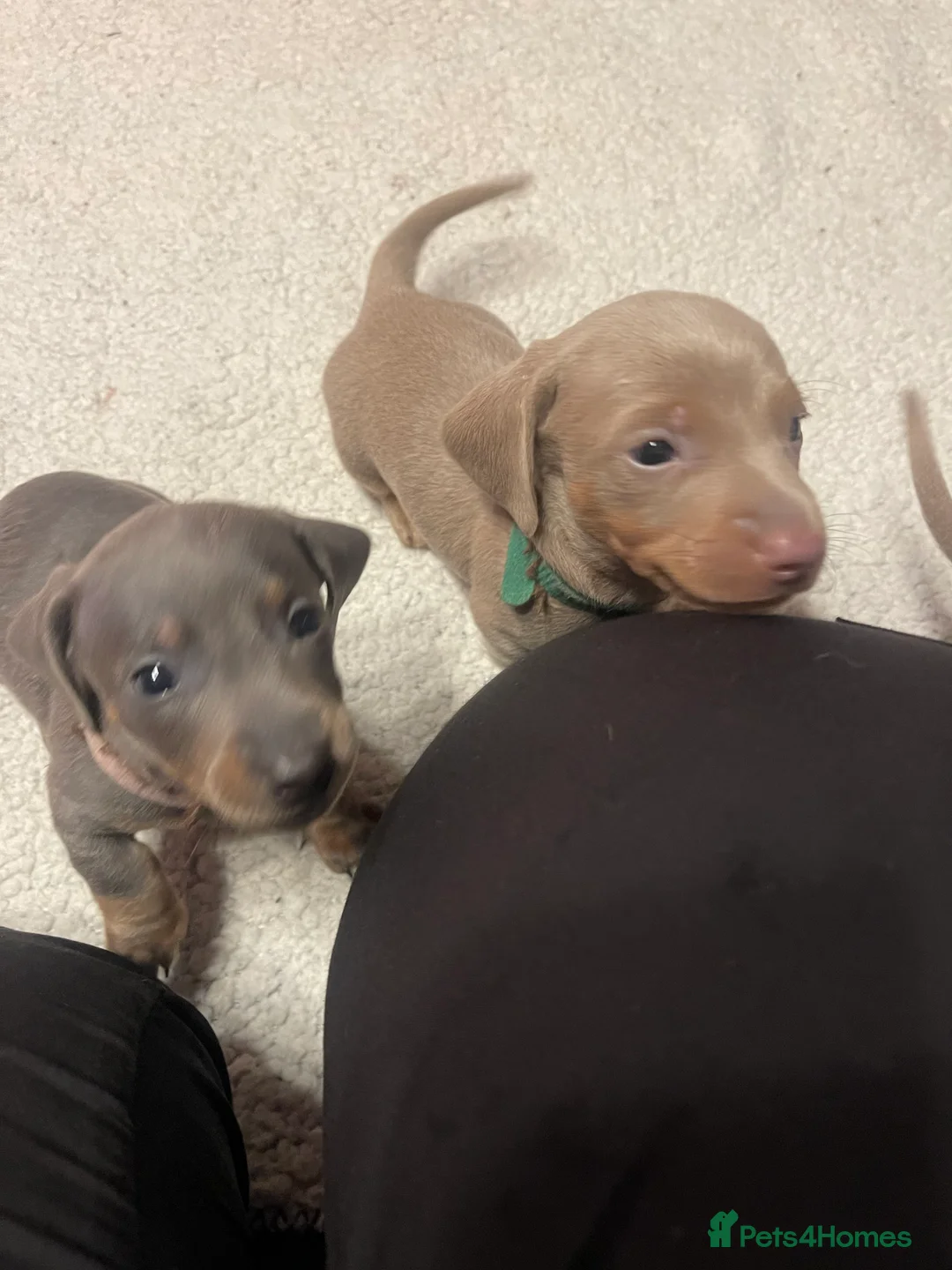 Miniature Dachshund dogs for sale: ❤️Minature Dachshunds for Sale ❤️ - Advert 9
