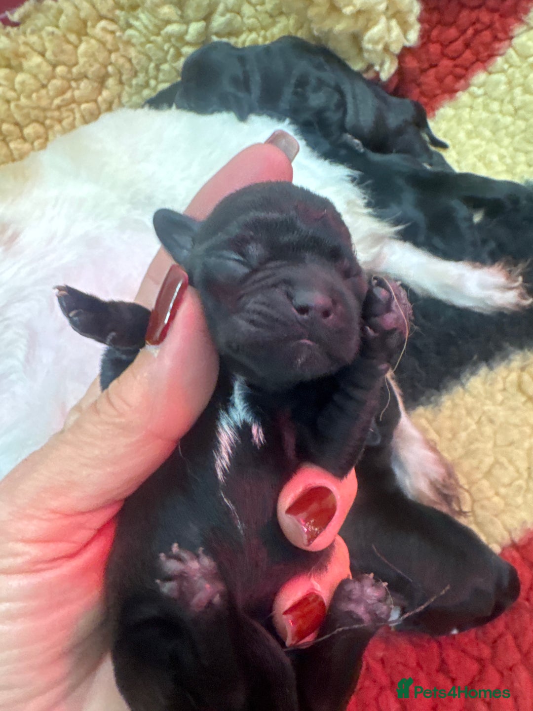 Mixed Breed dogs for sale: Schweenies  - Advert 12