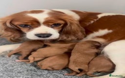 Cavapoo dogs for sale: Cavapoo puppies  - Image 5