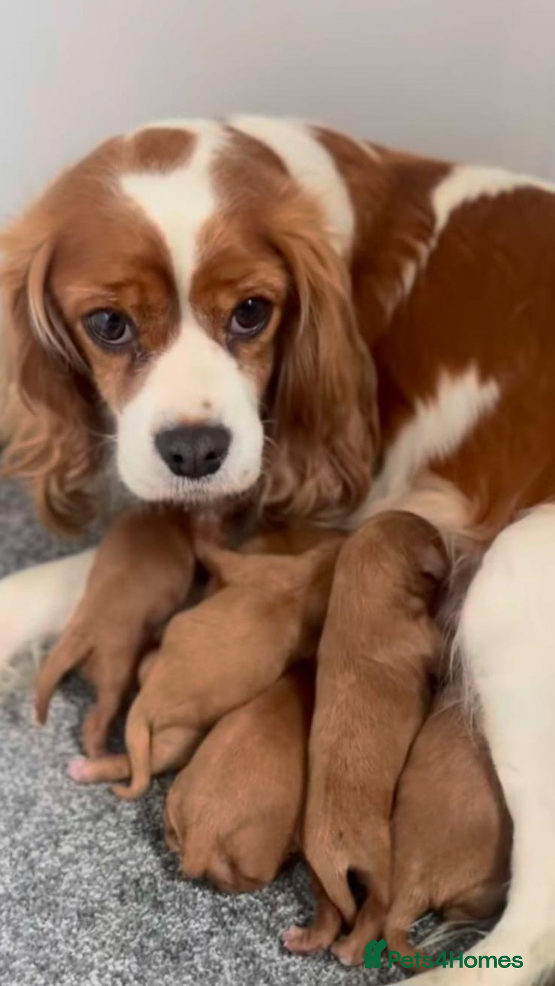 Cavapoo dogs for sale: Cavapoo puppies  - Image 5
