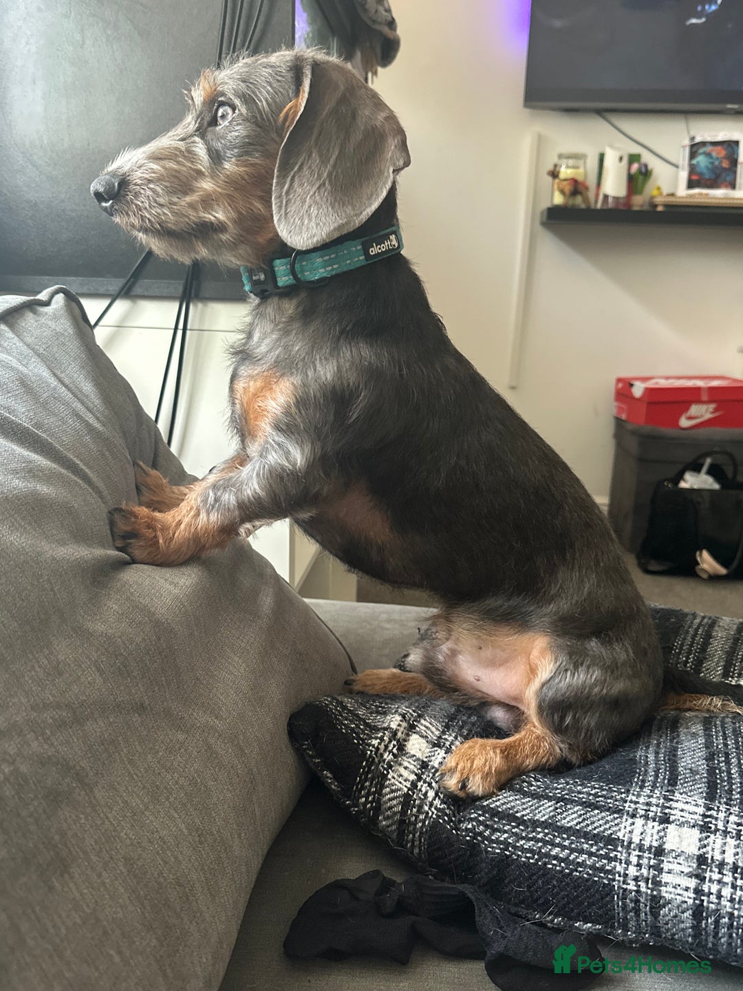 Dachshund dogs for stud: Standard Wire-haired Dachshund for stud - Image 9