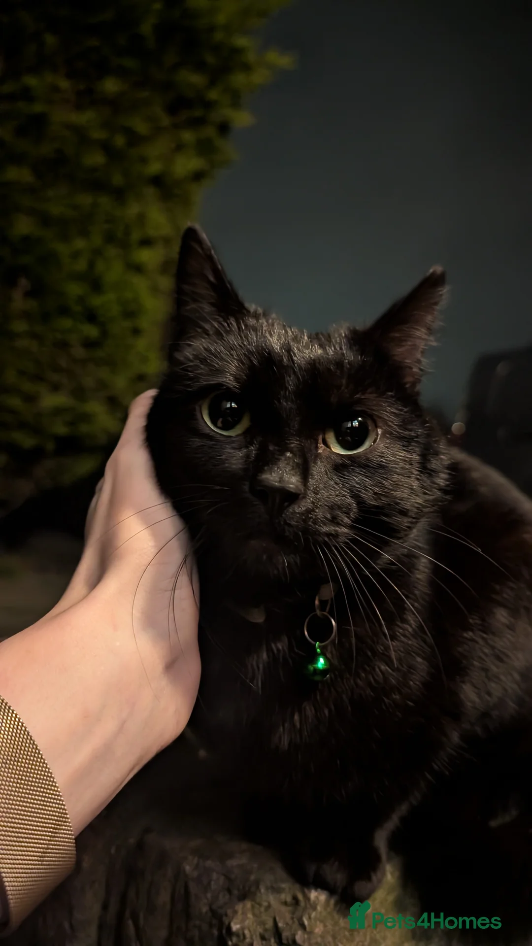 Mixed Breed cats for sale: Black Cat 1yo - Advert 2