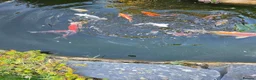 Koi Carp fish for sale: Koi carp  - Advert 5