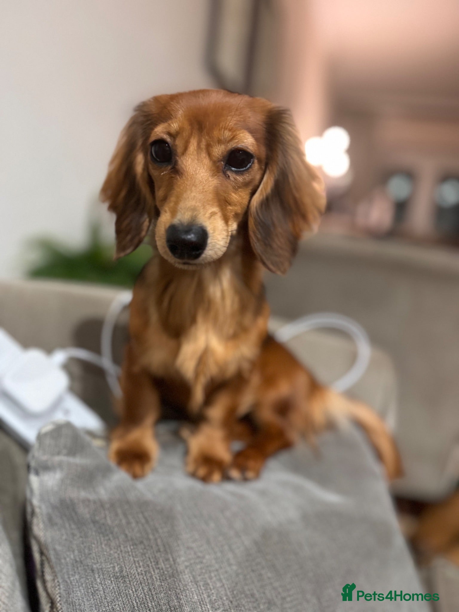 Miniature Dachshund dogs 🐾 Beautiful Miniature Dachshund Puppies 🐾  - Advert 2