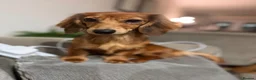 Miniature Dachshund dogs for sale: 🐾 Beautiful Miniature Dachshund Puppies 🐾  - Advert 2