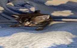 Turkish Angora cats for sale: Friendly, Cute & Cuddly Kittens – Ready 10/12  - Advert 7