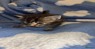 Turkish Angora cats Friendly, Cute & Cuddly Kittens – Ready 10/12  - Advert 15