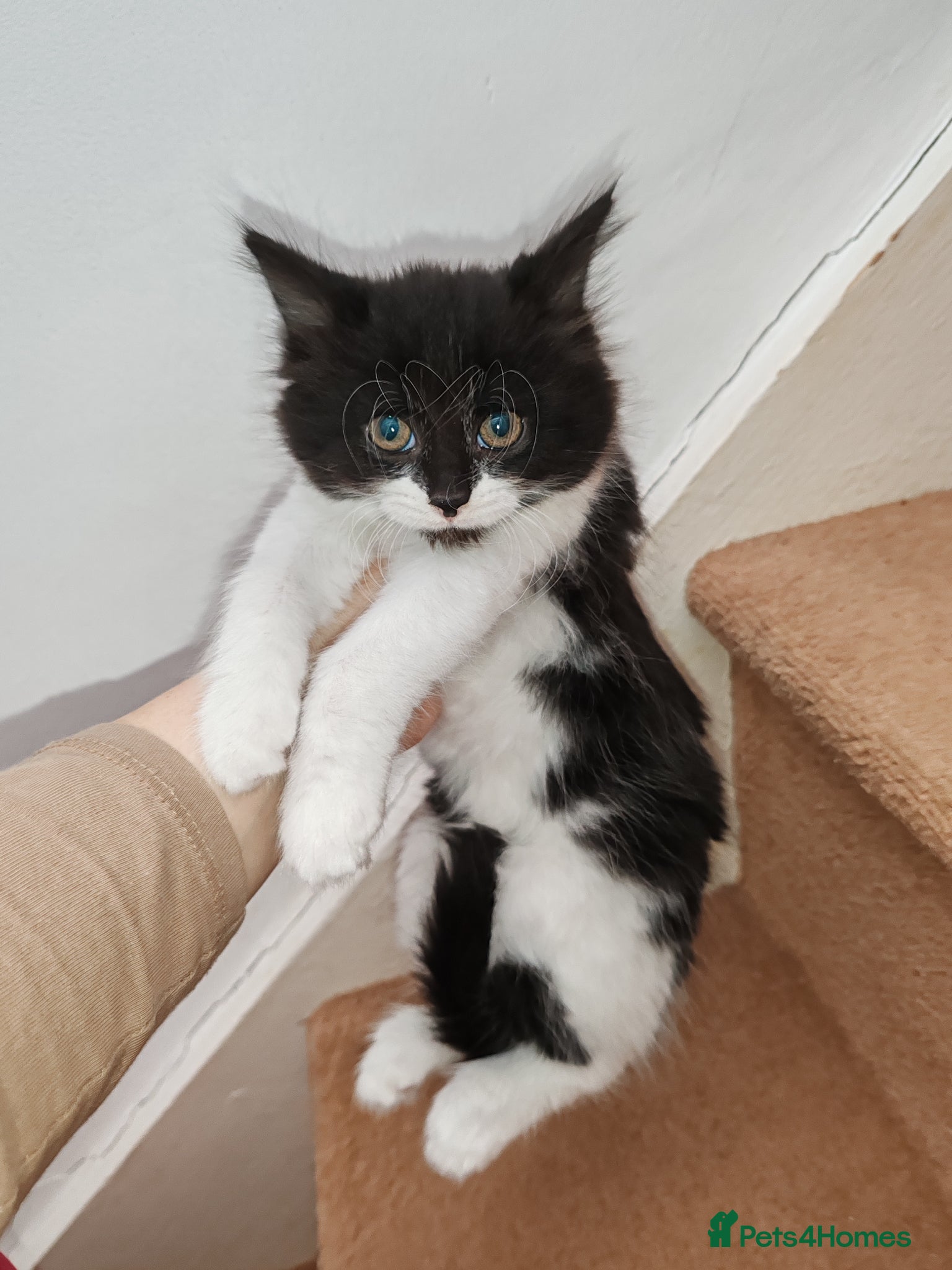 Mixed Breed cats Lovely kittens Norwegian forest with Tabby - Advert 6