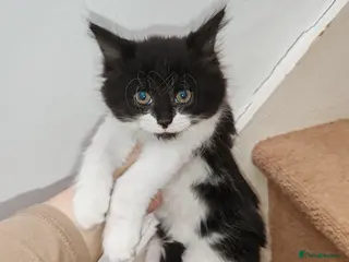 Mixed Breed cats Lovely kittens Norwegian forest with Tabby - Advert 6