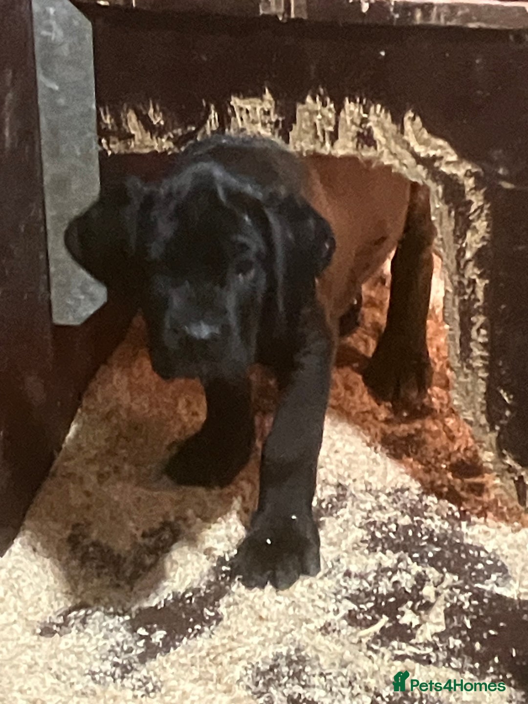 Cane Corso dogs for sale: All are now sold  - Advert 7