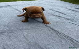 Mixed Breed dogs for sale: 6 gawjus puppy’s   - Image 13