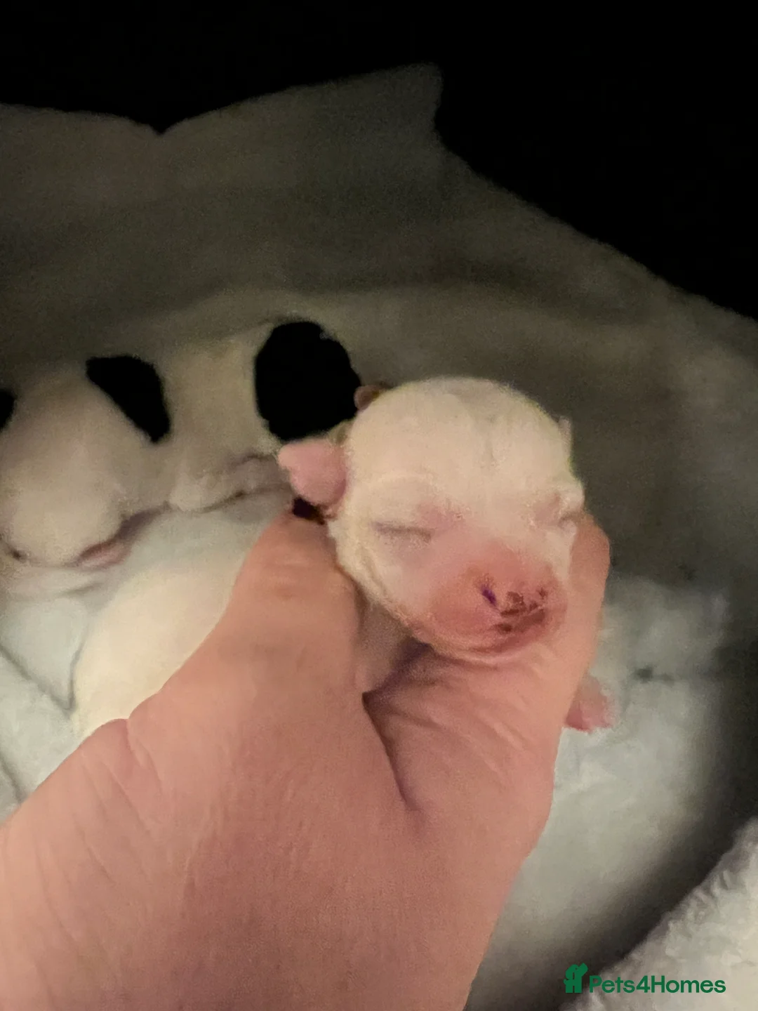 Jack Chi dogs for sale: Two beautiful jack-chi pups - Advert 14