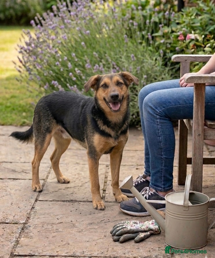 Mixed Breed dogs Small Cookie! House Trained & Soppy  - Advert 1