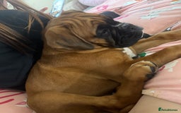 Boxer dogs for sale: Much loved 8 month old  - Image 15